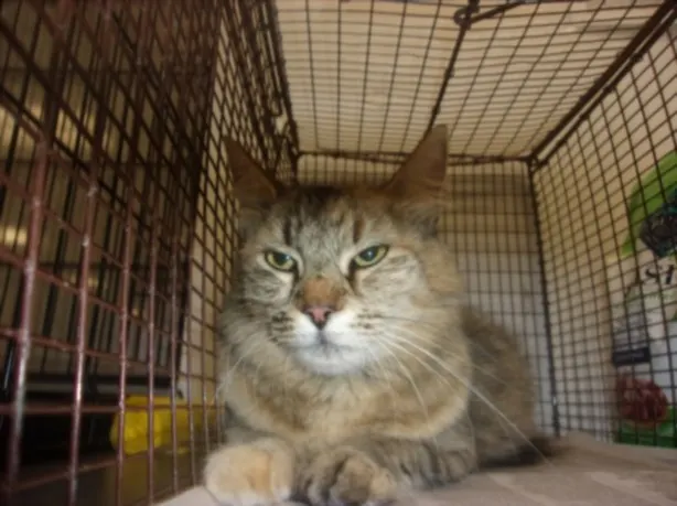 Lulu