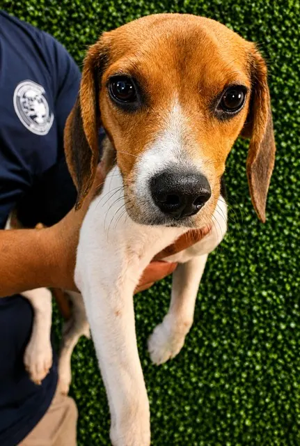 Dixie