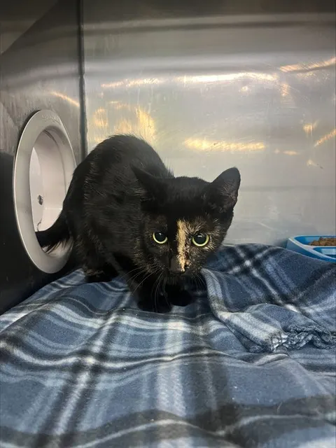 Clawdia