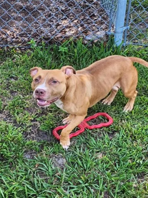 Adoptable Dog