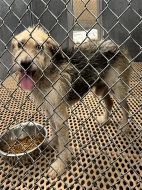 Adoptable Dog