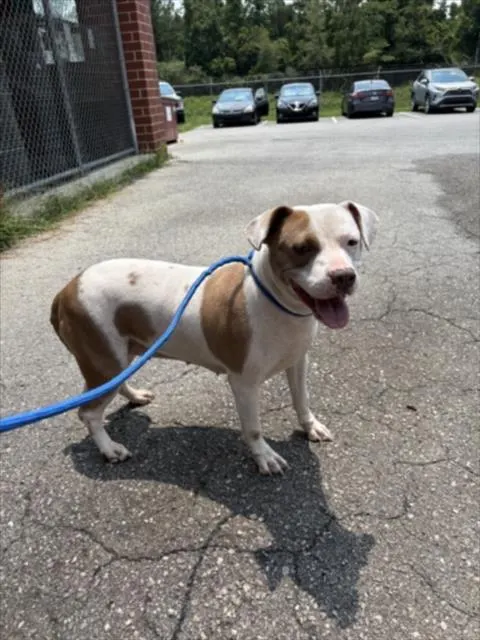 Adoptable Dog