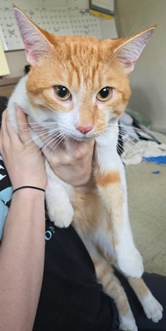 Cheddar