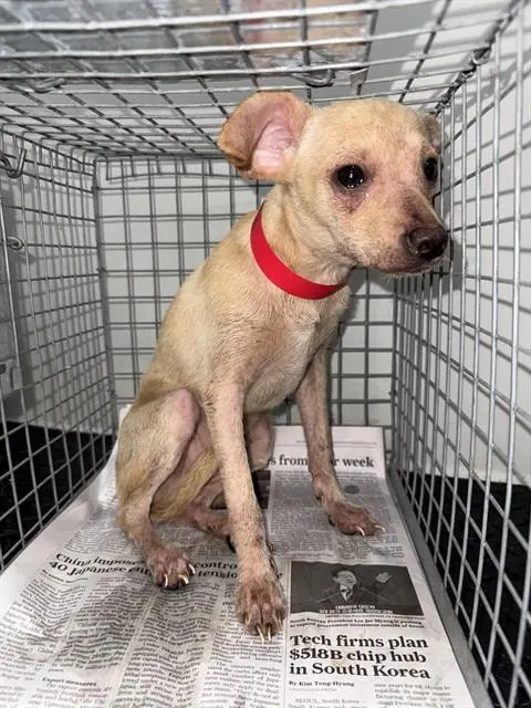 Adoptable Dog