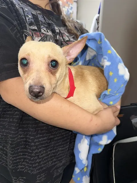 Adoptable Dog