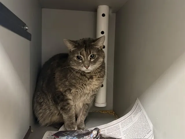 Bella