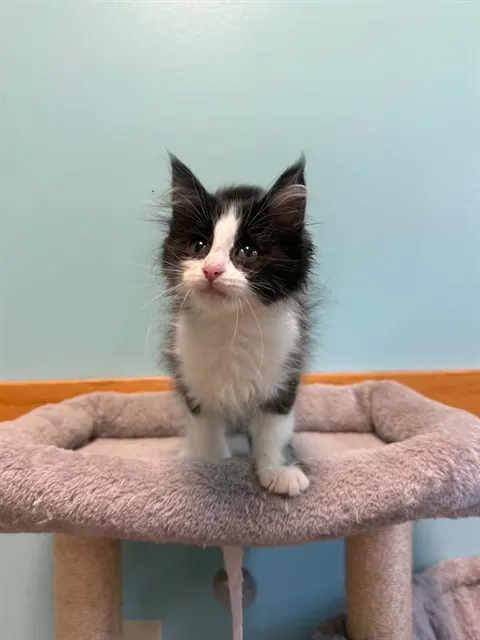 Bob