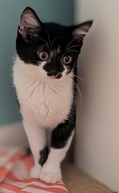 Oreo