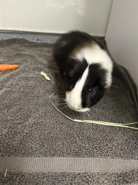 Oreo
