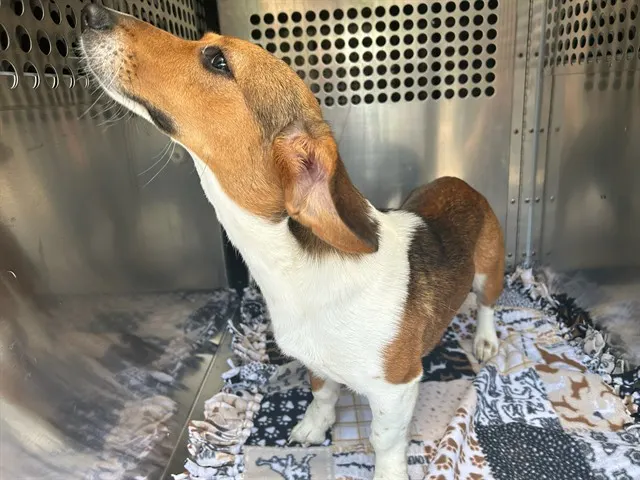 Adoptable Dog