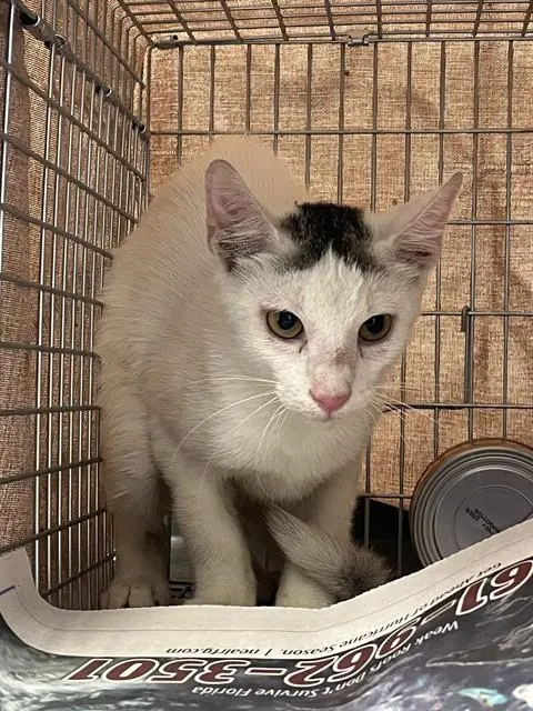 Adoptable Cat