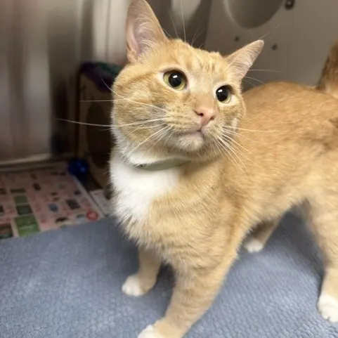 Eddie