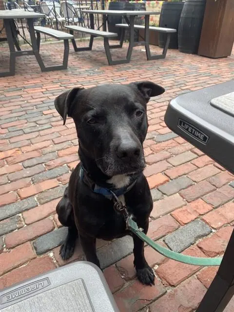 Loki