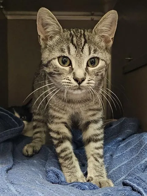 Taz