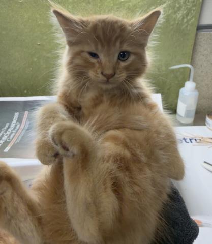 Cheddar