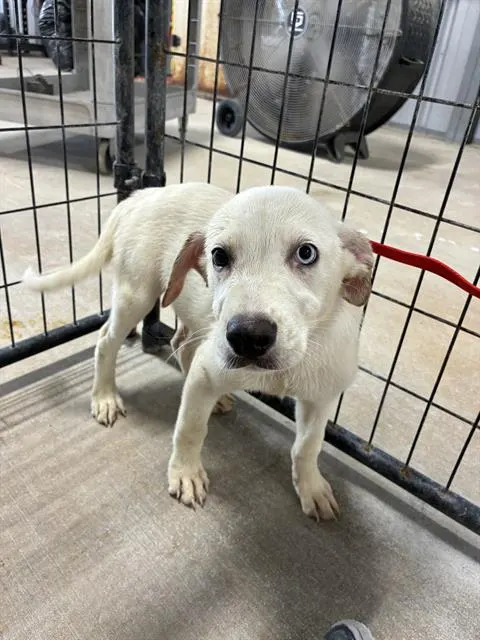 Adoptable Dog