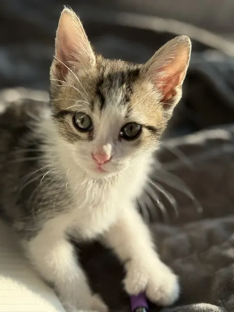Knox