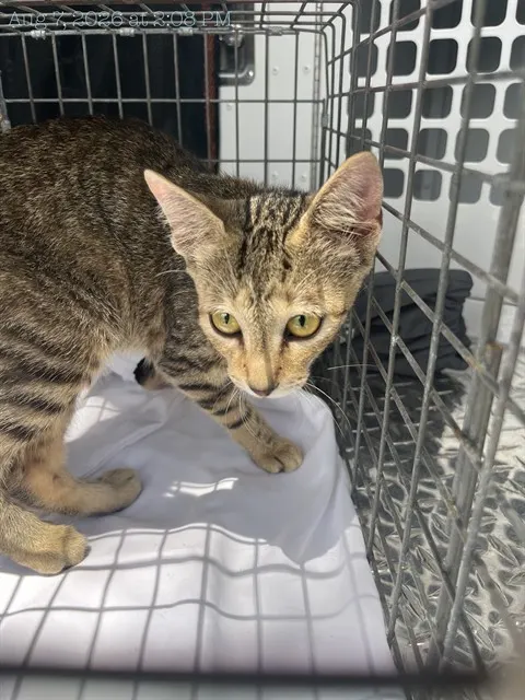 Adoptable Cat