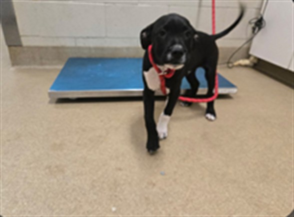Adoptable Dog