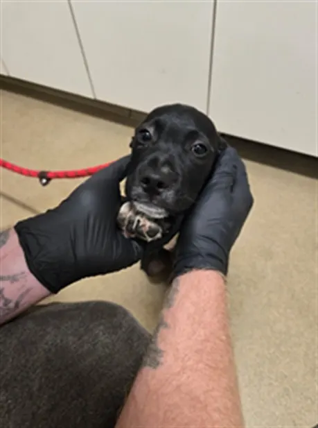 Adoptable Dog