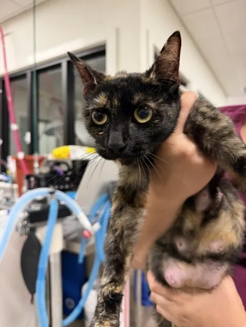 Adoptable Cat