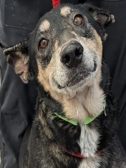 Lenora*