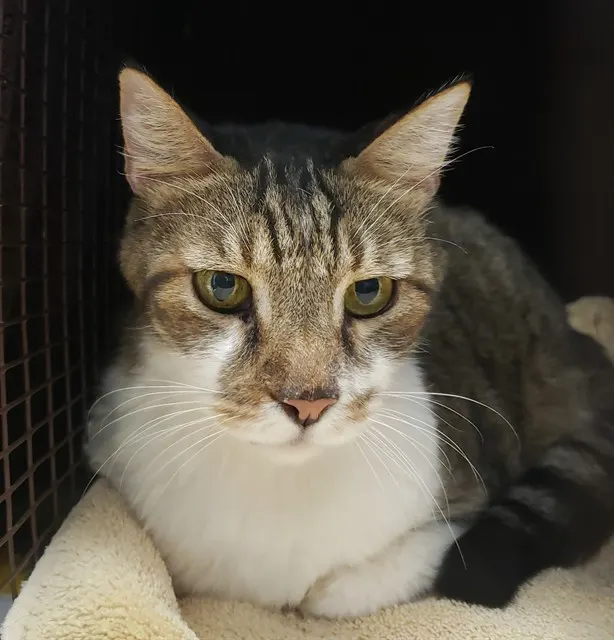 Tabby