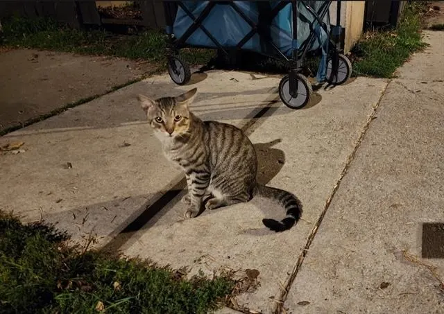 Adoptable Cat