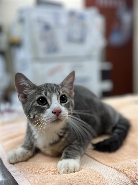 Dexter