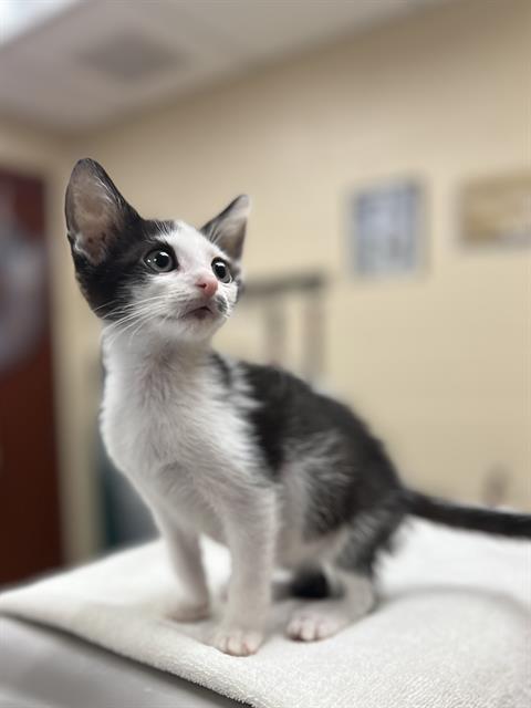 Pep