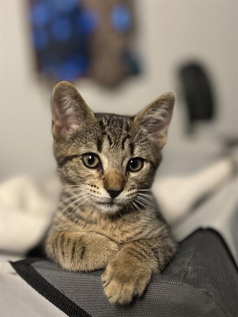 Cat With A Black Tail