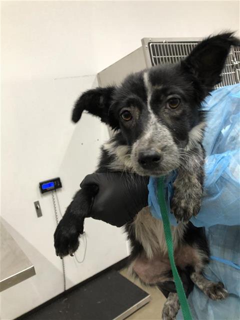 Adoptable Dog