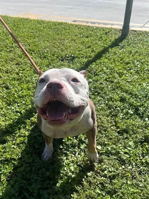 Adoptable Dog