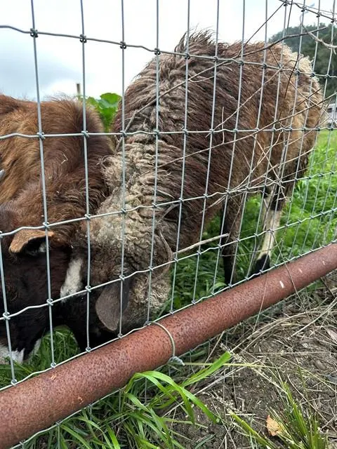 Sheep 1