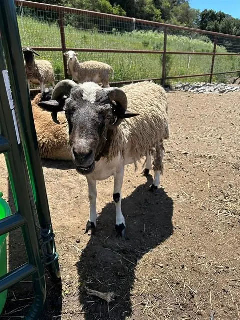 Sheep 1
