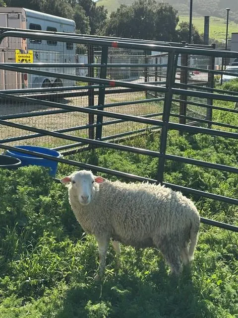 Sheep 2