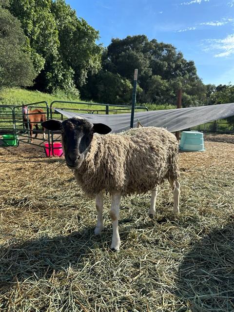 Sheep 4