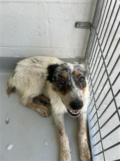 Adoptable Dog