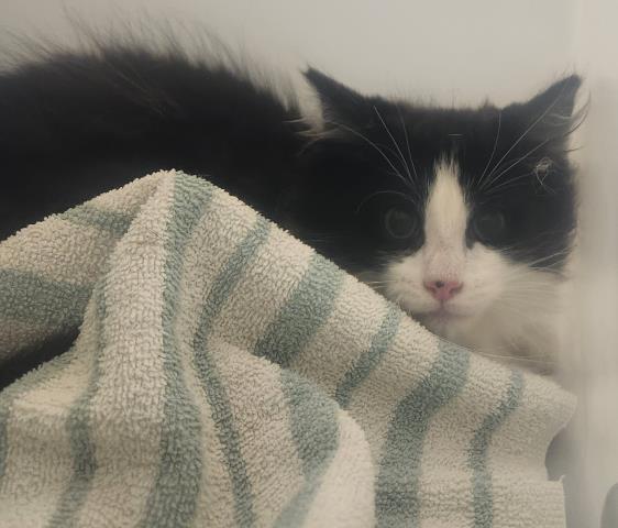 Tuxedo Tom