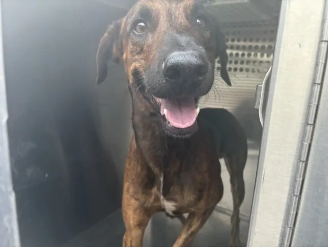 Rex