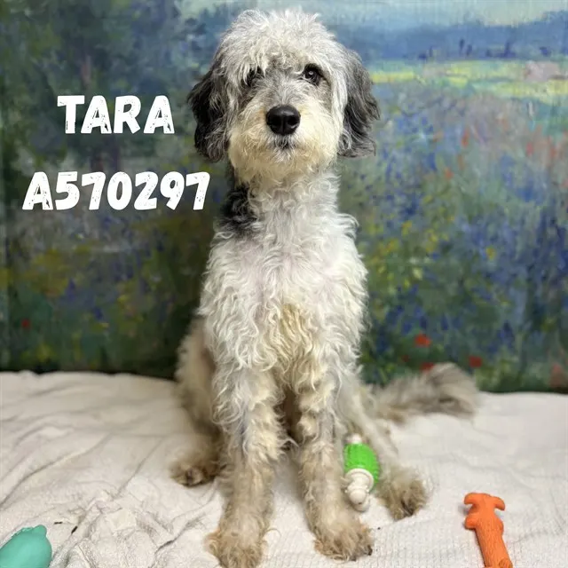 Tara