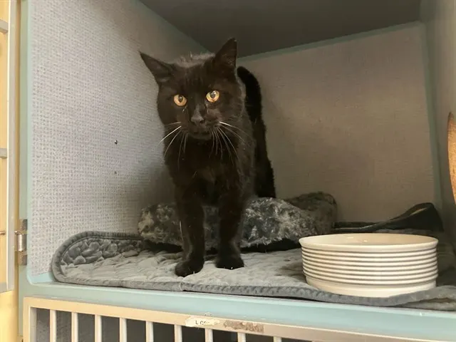 Tuna