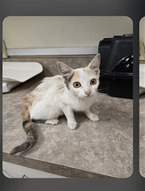 Adoptable Cat