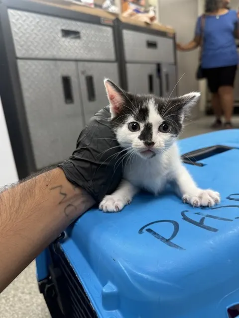 Adoptable Cat