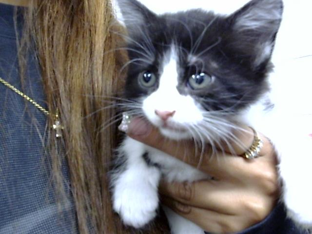 Adoptable Cat