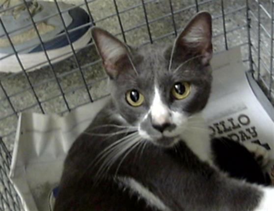 Adoptable Cat