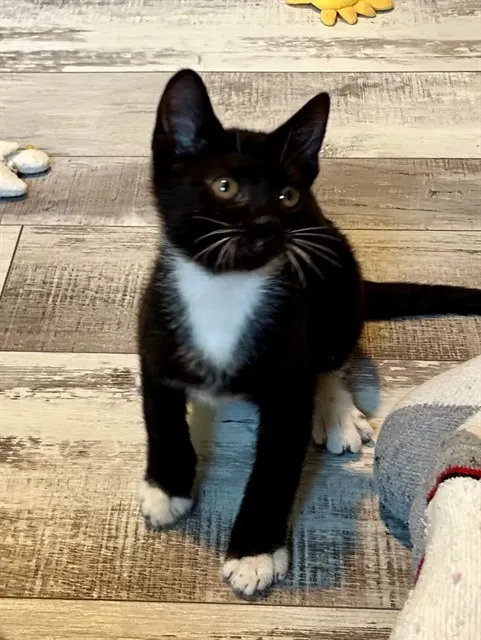 Barnabus