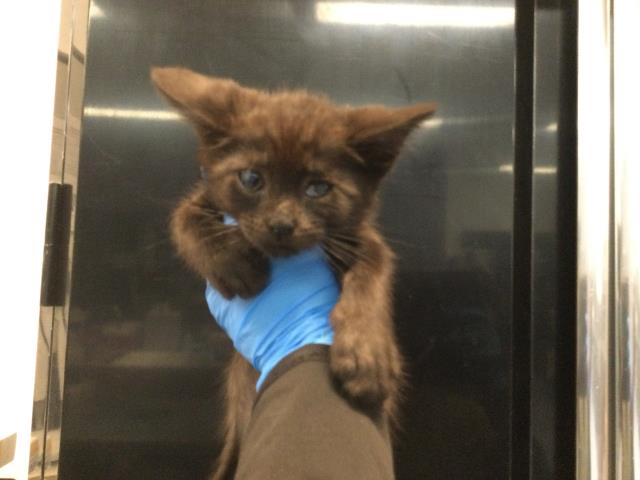 Berlioz