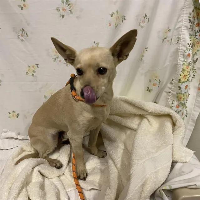 Chulo