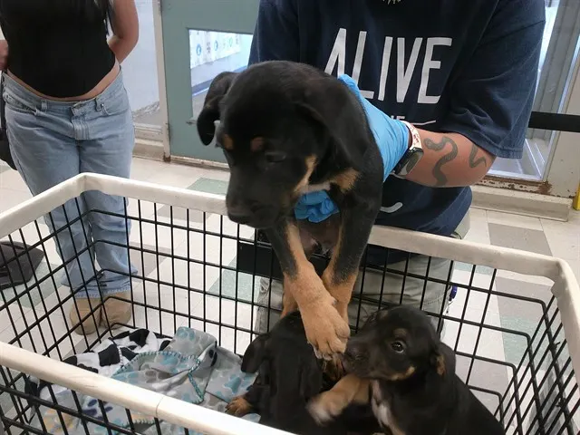 Adoptable Dog